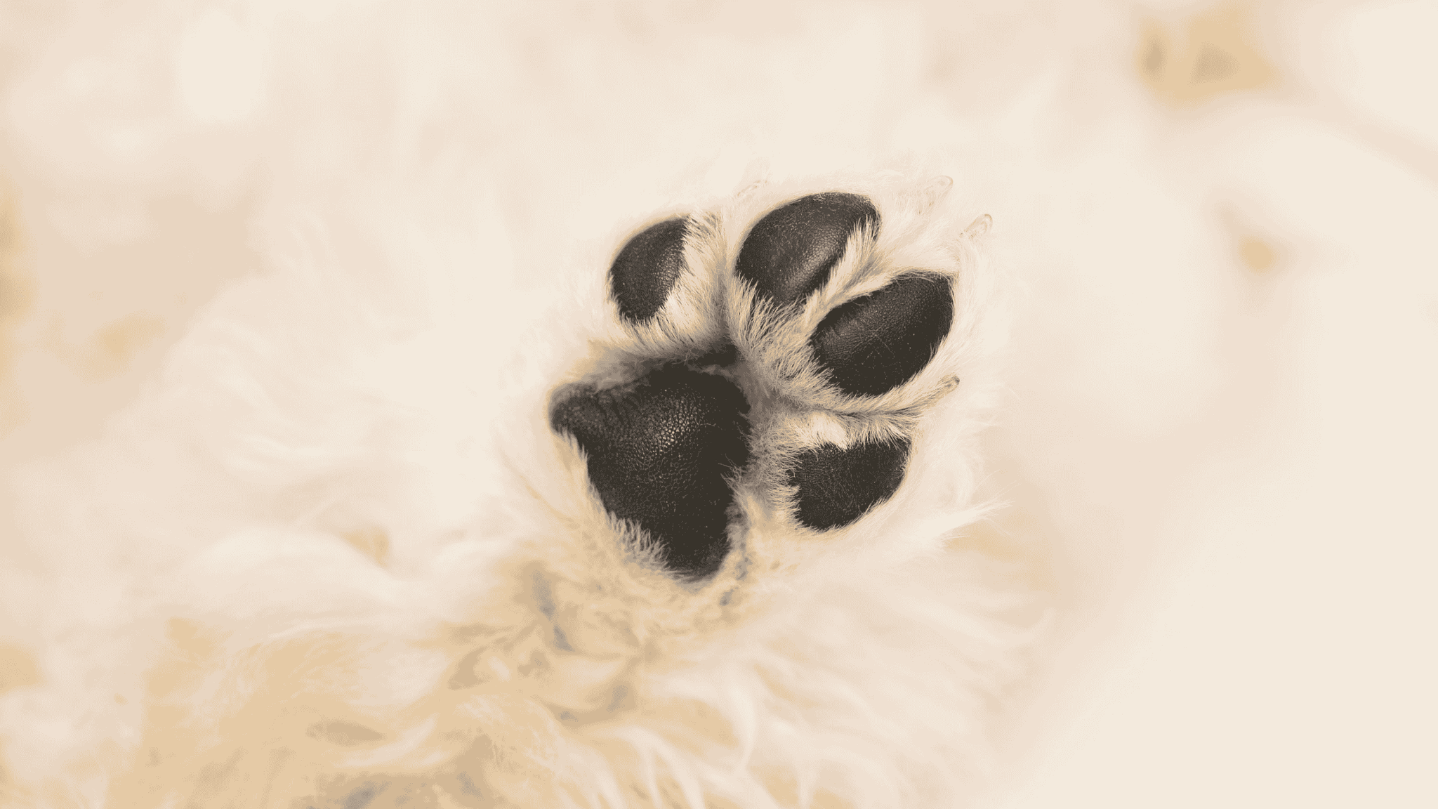 Waarmee moet ik de poten van mijn hond mee schoonmaken?